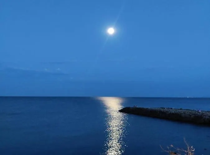 лесо-зара студио *